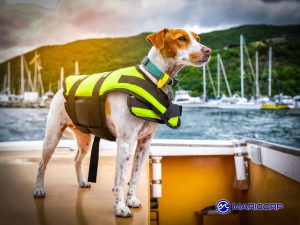 Take Your Dog to Work Day 2025