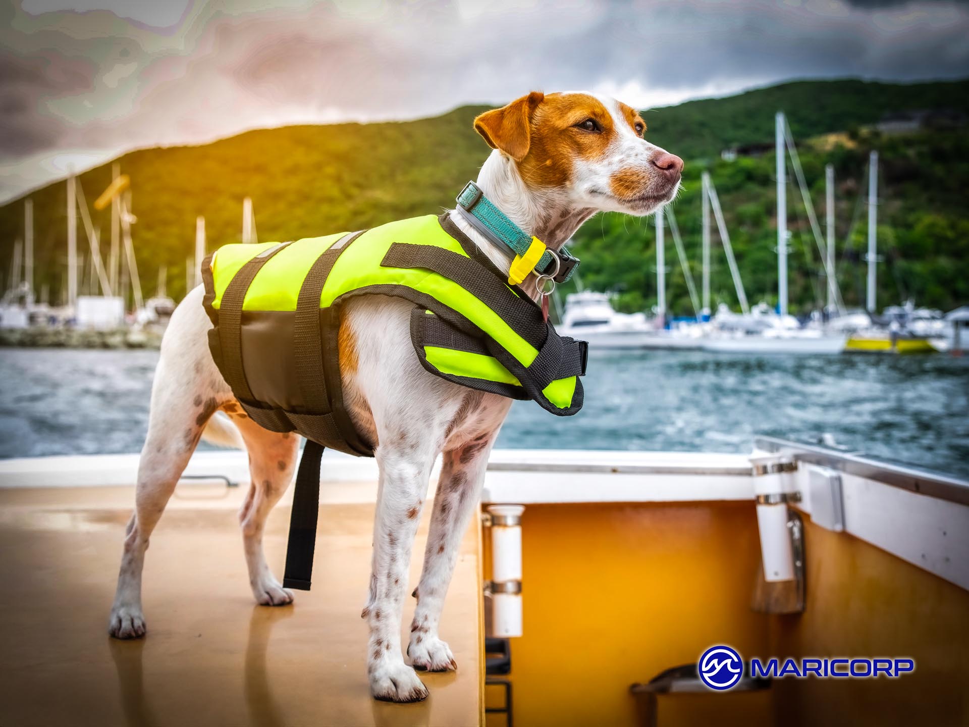 Take Your Dog to Work Day 2025